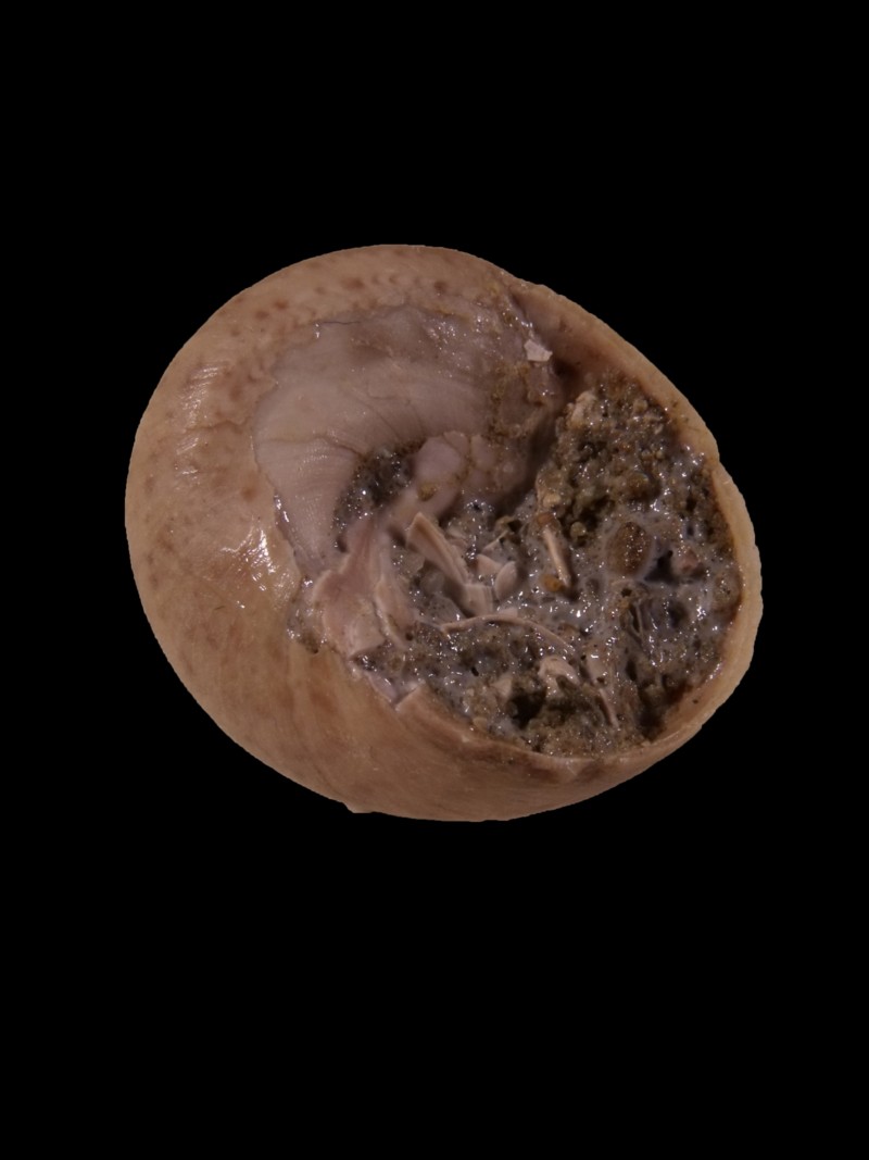Osilinus cf. articulatus